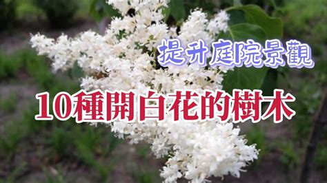 開白花的喬木|開花喬木成為2018年大熱門，哪些樹種更受歡迎？